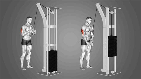 Tricep Rope Pull Downs Sculpt And Strengthen Your Arms Yifarope Tricep Rope Pull Downs Sculpt And Strengthen Your Arms Yifarope