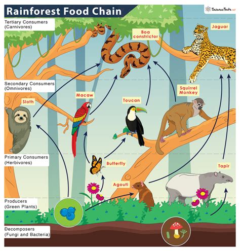 Unlocking the Mysteries of the Tropical Rainforest Food Web