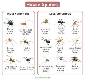 Types Of House Spiders List With Pictures Types Of House Spiders List With Pictures