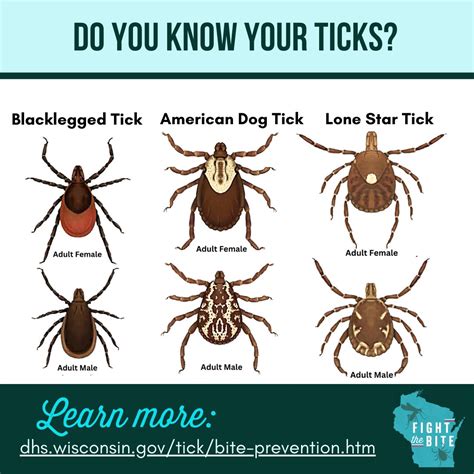 Types Of Tick Bites