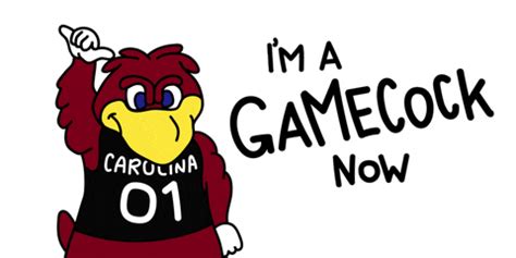 University Of South Carolina Admissions Gif Find Amp Share On Giphy
