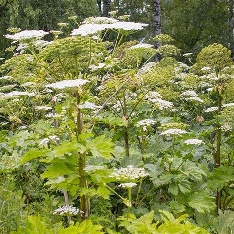 Vancouver Islanders Urged To Give Hogweed A Giant Berth Nanaimo News Bulletin