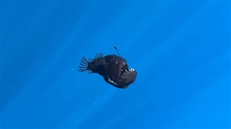 Viral Anglerfish That Left A Strong Heart Touching Message