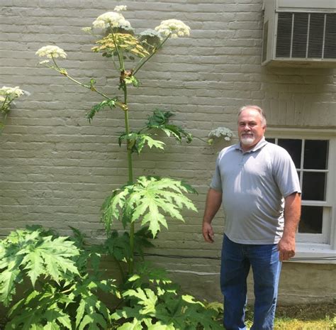 Virginia Tech Scientists Who Identified Dangerous Giant Hogweed In Clarke County Hopeful That It Will Be Contained Virginia Tech News Virginia Tech