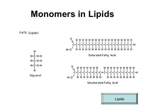 Discover the Essential Monomers of Lipids: Unveiling Nature's Building Blocks