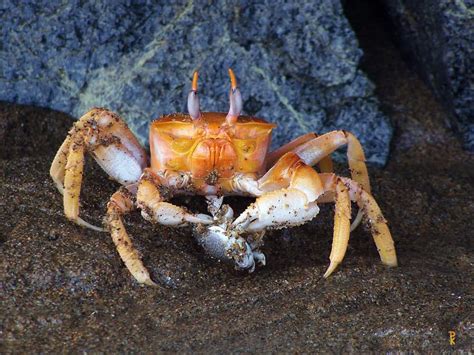 Unveiling Crab Diet Secrets: What Do Crabs Eat?