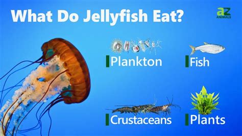What Do Jellyfish Eat: Surprising Diet Secrets Revealed