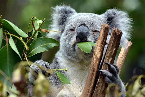 What Do Koalas Eat: Surprising Facts Revealed