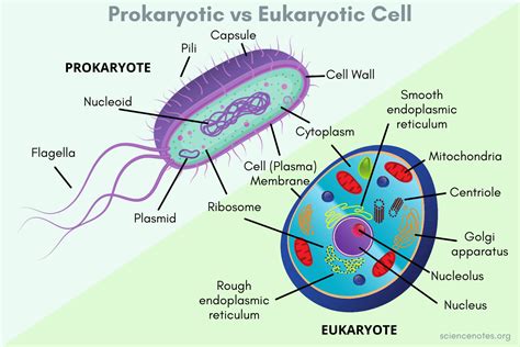 Unveiling Shared Secrets: Prokaryotic and Eukaryotic Cells Compared