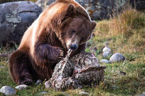 What Eats Bears: Uncovering Bear Diet Mysteries