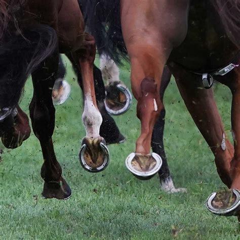 What If There Was No Horse Racing Abc Listen