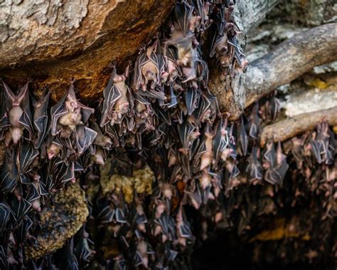 Discover the Curious Name for Bat Groups