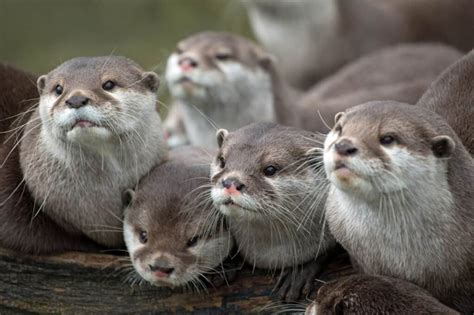 Group of Otters: Fascinating Naming Discovery!