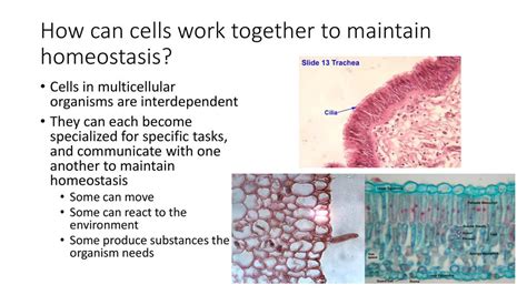 Discover Mitosis: The Key to Homeostasis in Your Body