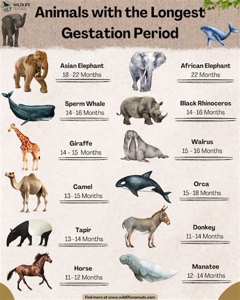 What Is The Longest Gestation Period Of A Cow Drlogy