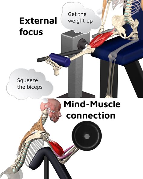 What Is The Mind Muscle Connection Peakperformance365 Cairns Personal Training And Bootcamp Specialists