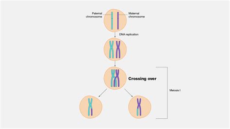 Unlocking the Mystery: When Does Crossing Over Occur in Meiosis?