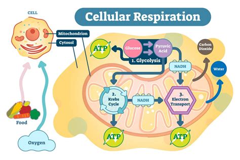 Where Cellular Respiration Actually Happens in Cells?