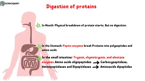 Unveiling Where Protein Digestion Begins: The Ultimate Guide