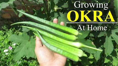 Where To Get Okra