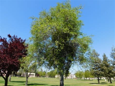 White Alder: Nature's Hidden Nutritional Powerhouse