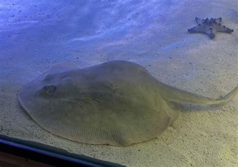 Who Is The Father The Case Of The Mysteriously Pregnant Stingray In An