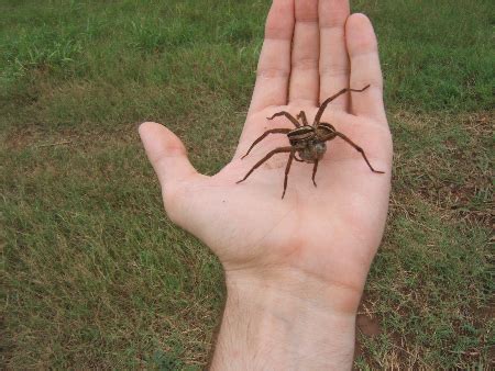 Real Wolf Spider Size Comparison Uncovered